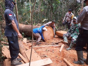 Taman Nasional Tesso Nilo Kritis! Jaksa Agung Bongkar Dugaan Korupsi