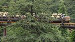 Seru Banget! Taman Hiburan di Tokyo Kembali Dibuka