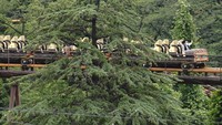 Tak sedikit warga yang menyambut antusias dibukanya kembali salah satu taman hiburan terbesar dan terkenal di Tokyo tersebut. Roller coaster jadi salah satu wahana yang langsung diserbu oleh para pengunjung di taman hiburan tersebut.