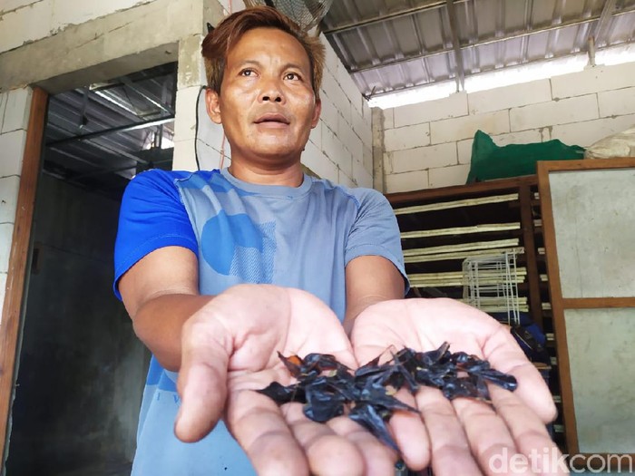Empedu ular kobra dipercaya mempunyai banyak khasiat bagi manusia. Warga Kabupaten Mojokerto, Muhammad Arifin (43) menjadikan itu sebagai peluang bisnis.