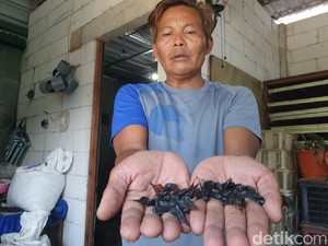 Khasiat Darah dan Empedu Kobra