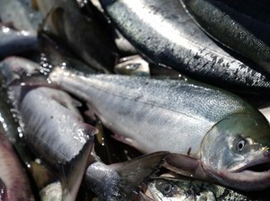 Klaster Baru Covid-19 di Bejing Lewat Ikan dan Produk Laut