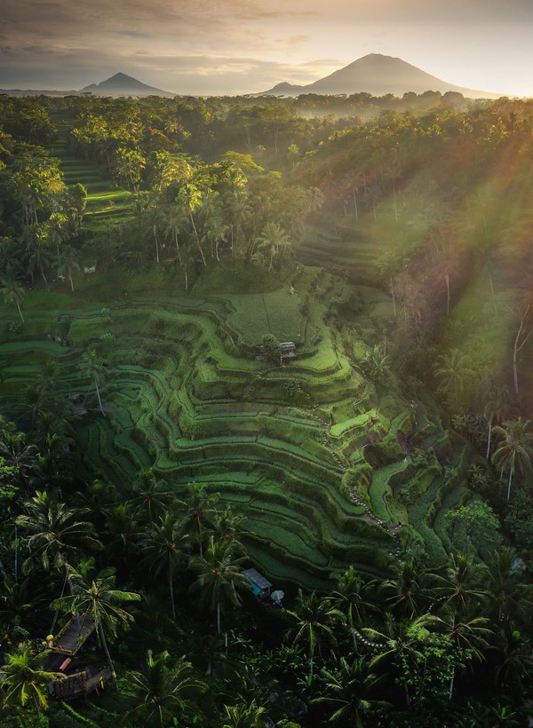 Cahaya pagi yang menyiram sawah di Indonesia dengan 2 gunung berapi di latar belakang membuat foto ini menjadi sangat indah. Istimewa/dok. Bored Panda/@carlesalonsophotography Cahaya pagi yang menyiram sawah di Indonesia dengan 2 gunung berapi di latar belakang membuat foto ini menjadi sangat indah. Istimewa/dok. Bored Panda/@carlesalonsophotography