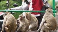 Di kawasan wisata Air Terjun Grojogan Sewu masih cukup banyak moyet. (kartika bagus/detikFOTO)