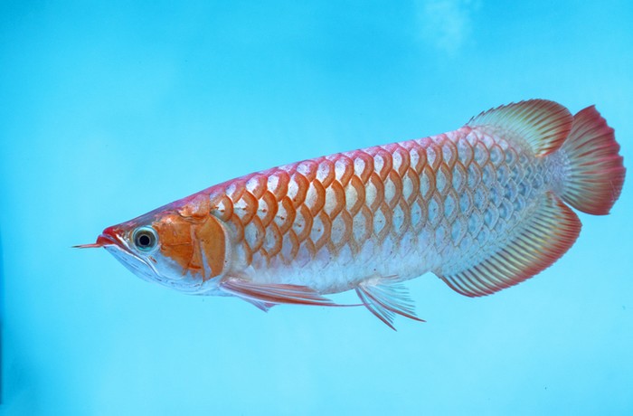 Ikan Arwana Papua - Arwana IDN