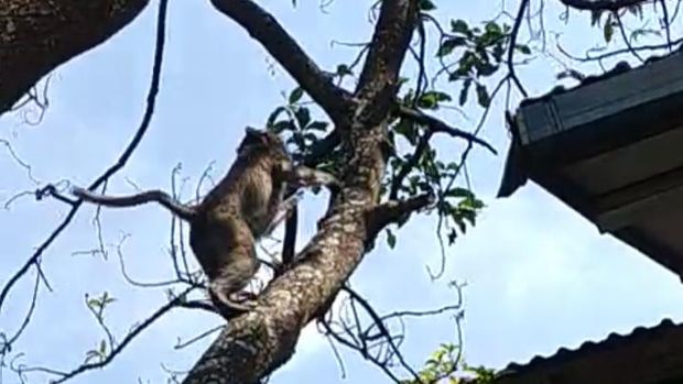 Kawanan monyet serbu permukiman di Kudus.