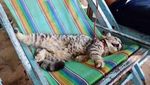 Gemasnya Potret Kucing yang Perdana ke Pantai