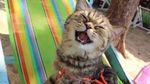 Gemasnya Potret Kucing yang Perdana ke Pantai