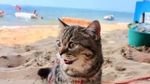 Gemasnya Potret Kucing yang Perdana ke Pantai