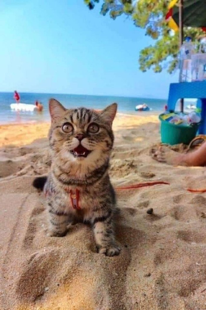 kucing ke pantai