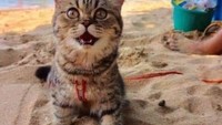 Seekor kucing mencuri perhatian karena ekspresi giranya yang diabadikan pengasuhnya. (Travel Secret Club/Facebook)