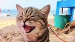 Gemasnya Potret Kucing yang Perdana ke Pantai