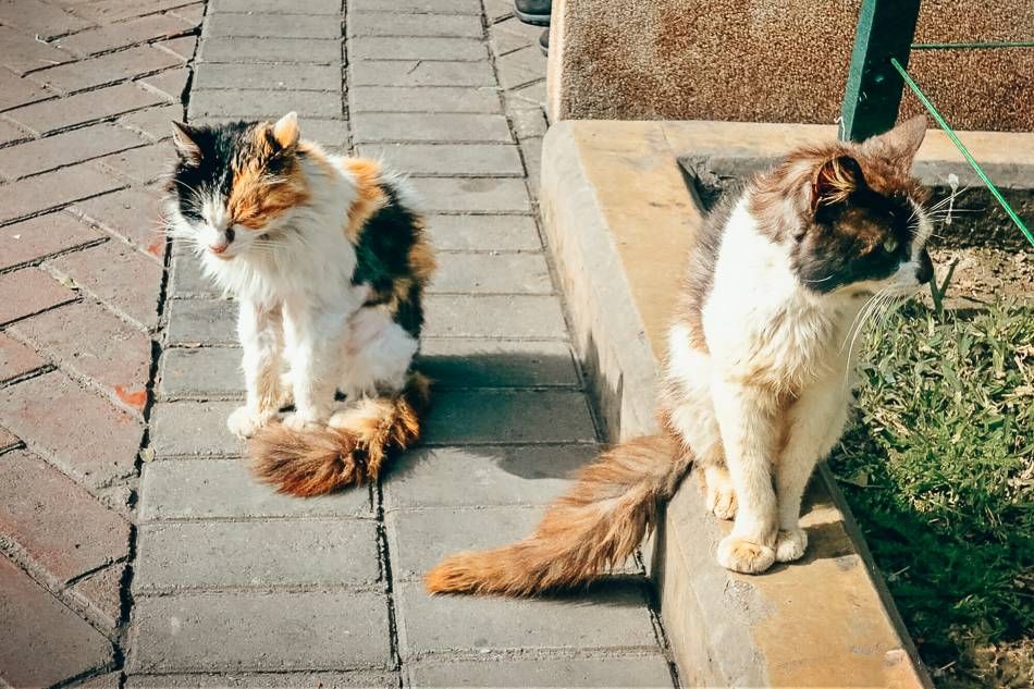 Negara Konsumsi Daging Kucing