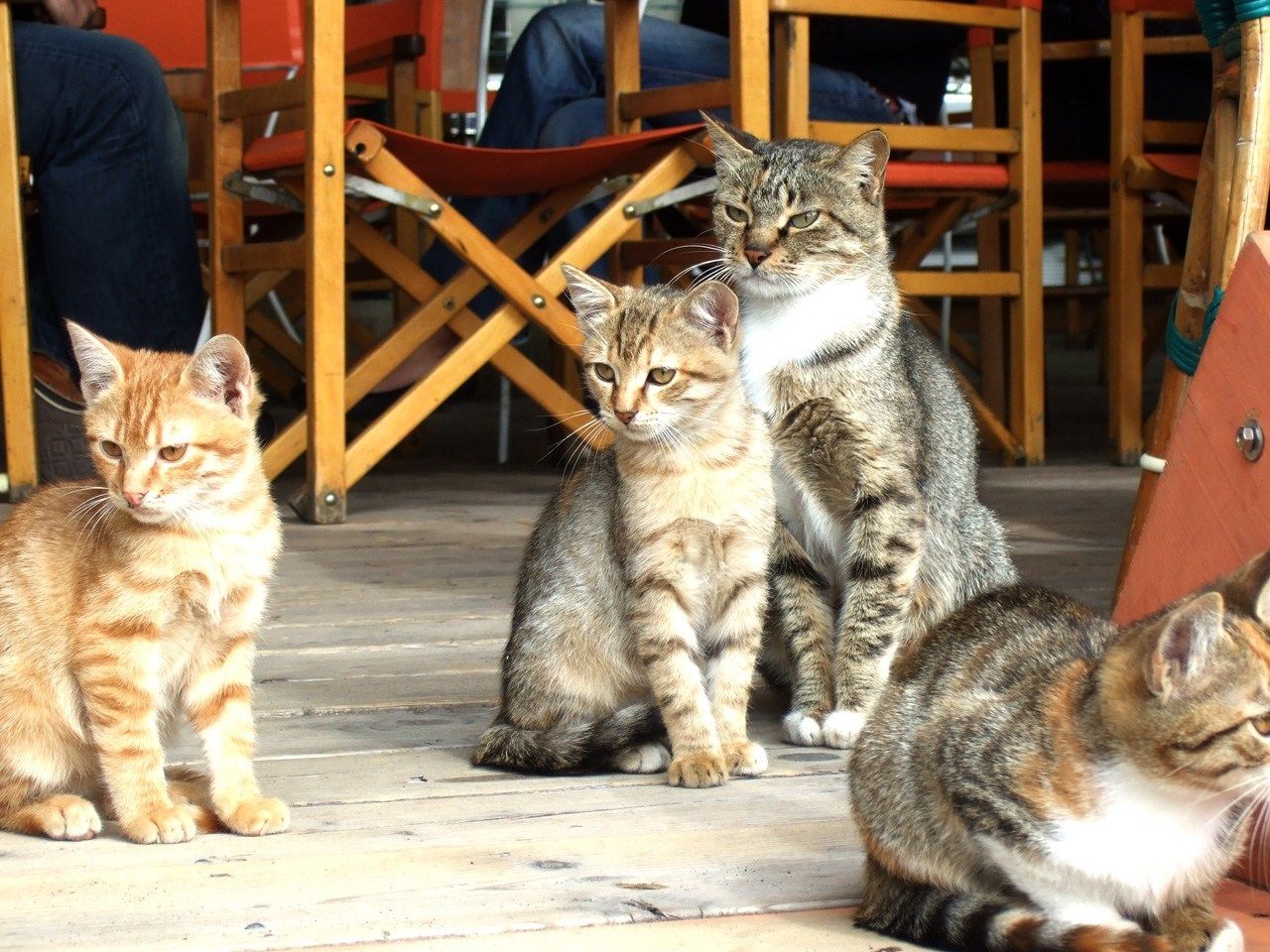 Negara Konsumsi Daging Kucing