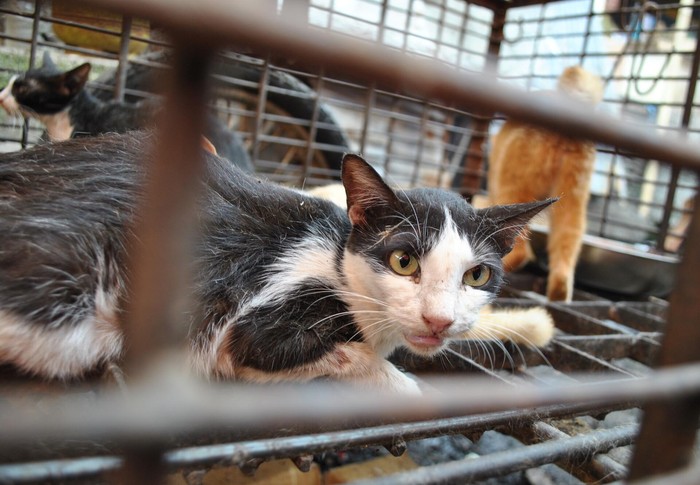 Negara Konsumsi Daging Kucing Negara Konsumsi Daging Kucing