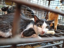 3 Negara Asia Ini Punya Tradisi Konsumsi Daging Kucing