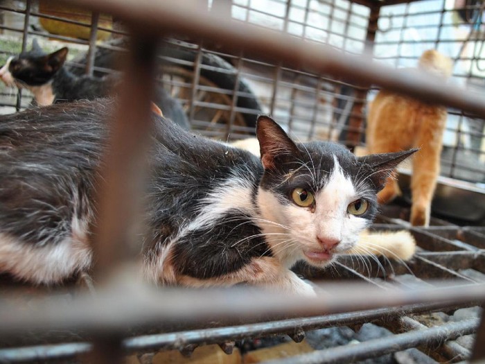 Negara Konsumsi Daging Kucing