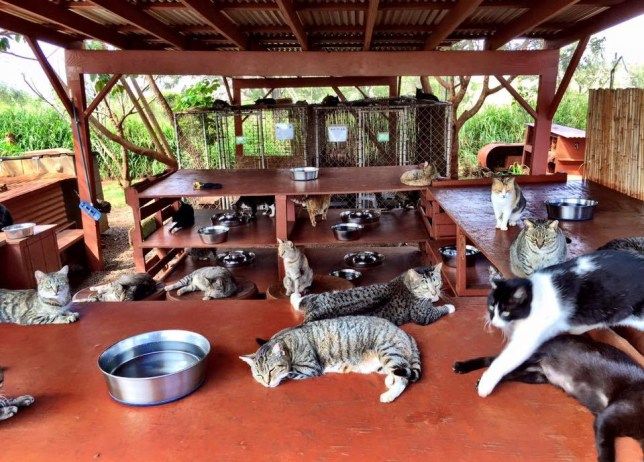 Negara Konsumsi Daging Kucing