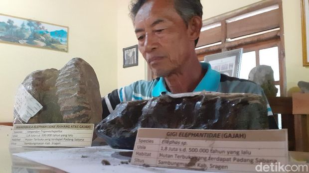 Sudarsono mengoleksi ribuan fosil di rumahnya di Sragen, Selasa (16/6/2020).