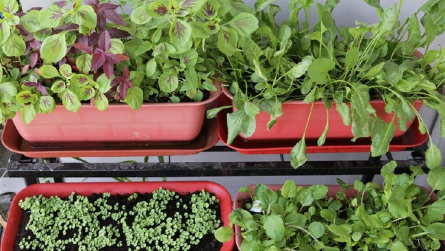 Tren Berkebun di Rumah