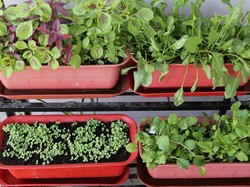 Tren Berkebun di Rumah