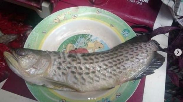 Viral ikan arwana peliharaan digoreng ayah