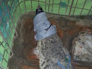 BKSDA Kaltim Evakuasi Buaya yang Ditemukan Warga di Sungai Karang Mumus