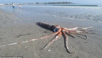 Cumi-cumi kolosal (Mesonychoteuthis hamiltoni) adalah jenis cumi-cumi terbesar yang pernah ditemukan. Cumi-cumi ini memiliki panjang sekitar 14 meter dan berat sekitar 750 kilogram. (Foto: Daily Mail)