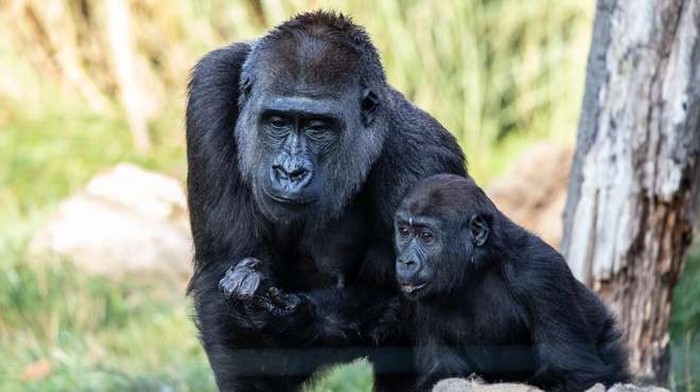 gorila di london zoo