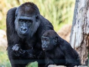 Gorila Kebun Binatang di AS Positif COVID, Diduga Tertular dari Petugas