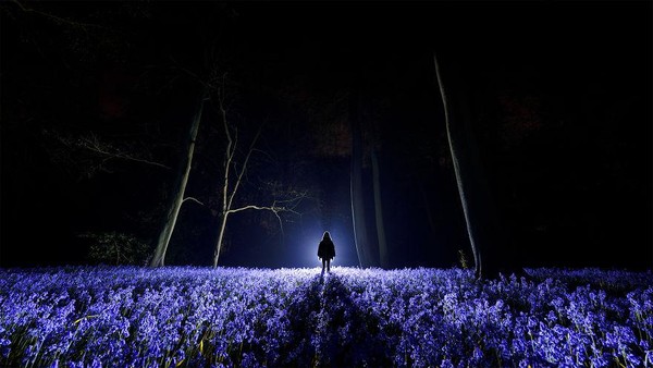 Flora malam itu sangat kontras dengan yang ada di siang hari. Seperti saat di mana bunga bluebell telah berkembang dengan cemerlang. Semburan obor membantu mengisolasi warna safir mereka terhadap kegelapan di sekitarnya. Flora malam itu sangat kontras dengan yang ada di siang hari. Seperti saat di mana bunga bluebell telah berkembang dengan cemerlang. Semburan obor membantu mengisolasi warna safir mereka terhadap kegelapan di sekitarnya.