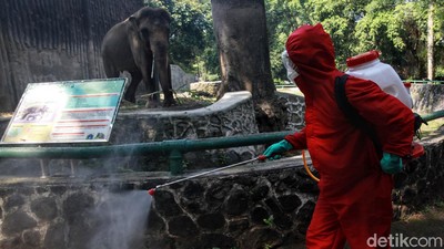 Jelang Sambut Pengunjung, Ragunan Disemprot Disinfektan