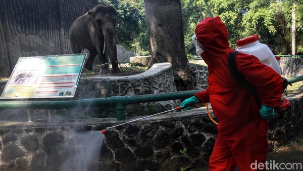 Petugas Dinas Kebakaran DKI Jakarta menyemprot cairan disinfektan di Kebun Binatang Ragunan, Jakarta, Rabu (17/6/2020). Penyemprotan tersebut untuk menyambut pembukaan untuk umum kebun binatang tersebut pada 20 Juni mendatang. (Ari Saputra/detiFOTO)