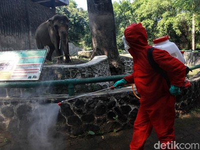 Jelang Buka Lagi, Bonbin Ragunan Disemprot Disinfektan