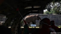 Petugas menyemprotkan disinfektan di area kandang gajah.