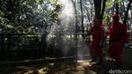 Jelang Sambut Pengunjung, Ragunan Disemprot Disinfektan