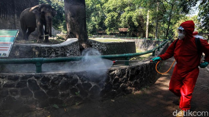 Petugas Dinas Kebakaran DKI Jakarta menyemprot cairan disinfektan di Kebun Binatang Ragunan, Jakarta, Rabu (17/6/2020). Penyemprotan tersebut untuk menyambut pembukaan untuk umum kebun binatang tersebut pada 20 Juni mendatang.