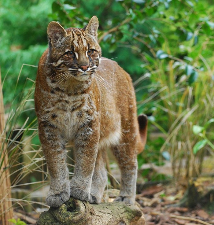 Kasihan! Kucing Emas Ini Terjerat Perangkap Babi di Sumbar