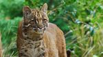 Potret Kucing Emas Langka yang Terancam Punah