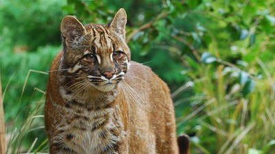Potret Kucing Emas Langka yang Terancam Punah