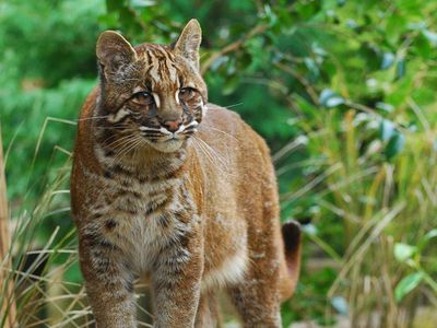 Potret Kucing Emas Langka yang Terancam Punah
