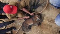 Kepala BKSDA Kota Bukitinggi, Vera Chiko, mengatakan kucing emas tersebut ditemukan dalam kondisi terjerat di hutan Sungai Dareh Pauah, Nagari Kamang Mudiak, Kecamatan Kamang Magek, Agam, Selasa (16/6/2020) sore. Pihaknya pun langsung memberikan pertolongan (dok Istimewa)