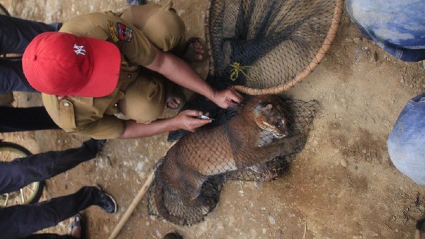Kepala BKSDA Kota Bukitinggi, Vera Chiko, mengatakan kucing emas tersebut ditemukan dalam kondisi terjerat di hutan Sungai Dareh Pauah, Nagari Kamang Mudiak, Kecamatan Kamang Magek, Agam, Selasa (16/6/2020) sore. Pihaknya pun langsung memberikan pertolongan (dok Istimewa) Kepala BKSDA Kota Bukitinggi, Vera Chiko, mengatakan kucing emas tersebut ditemukan dalam kondisi terjerat di hutan Sungai Dareh Pauah, Nagari Kamang Mudiak, Kecamatan Kamang Magek, Agam, Selasa (16/6/2020) sore. Pihaknya pun langsung memberikan pertolongan (dok Istimewa)