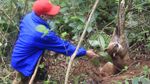 Potret Kucing Emas Langka yang Terancam Punah