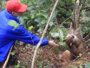 Kasihan, Kucing Emas Langka Terjerat Perangkap Babi di Sumbar