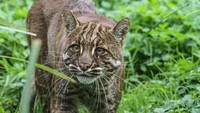 Menurut situs Lembaga internasional untuk konservasi alam (IUCN), kucing emas tersebar di beberapa tempat di dunia termasuk Indonesia. Kalau di Indonesia, kucing emas dapat ditemui di Pulau Sumatera (istimewa)