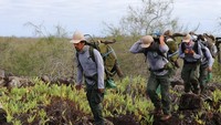 Relawan membawa kura-kura raksasa yang akan dilepas di habitat aslinya di Isla Espanola, Taman Nasional Galapagos, Ekuador.