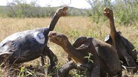 Tiga kura-kura raksasa tampak berdiri saat dikembalikan ke habitat aslinya, Senin (15/6) lalu.