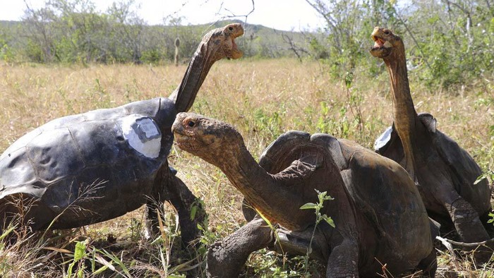 Melihat Proses Pelepasliaran Kura-kura Raksasa In this photo released by Galapagos National Park, park worker Johannes Ramirez releases a giant tortoise he carried on his back to its original habitat on Isla Espanola, Galapagos National Park, Ecuador, Monday, June 15, 2020. The release, along with iwth other tortoises, marks the end of a captive breeding program aimed at saving the species from extinction, in which adult tortoises were taken to a park breeding center, and then returned here to their original habitat. (Galapagos National Park via AP)