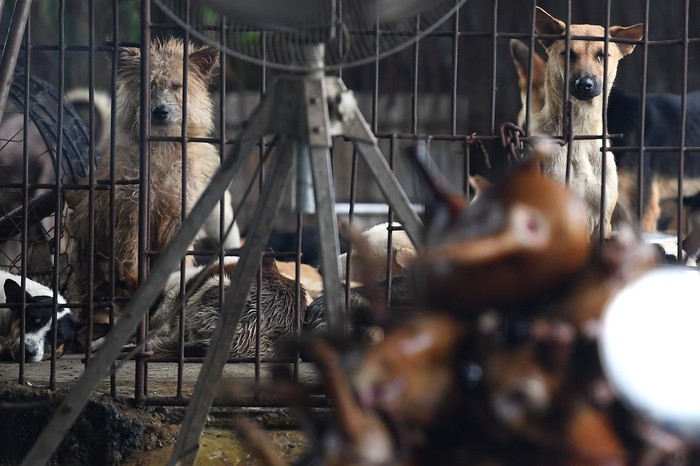 Pasangan Ini Tertangkap Racuni Anjing dan Kucing Untuk Dijual Dagingnya